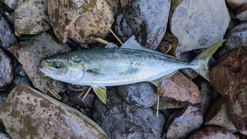 ヤズの釣果