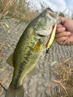 ラージマウスバスの釣果