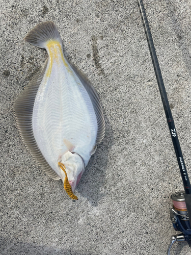 マガレイの釣果