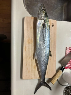 サゴシの釣果