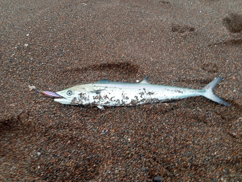 サゴシの釣果