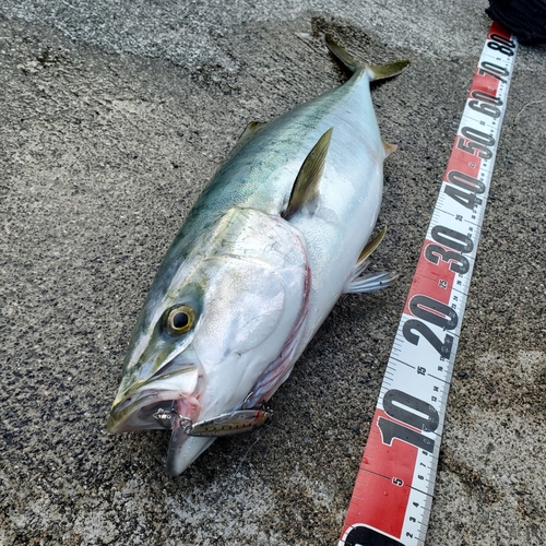 ハマチの釣果