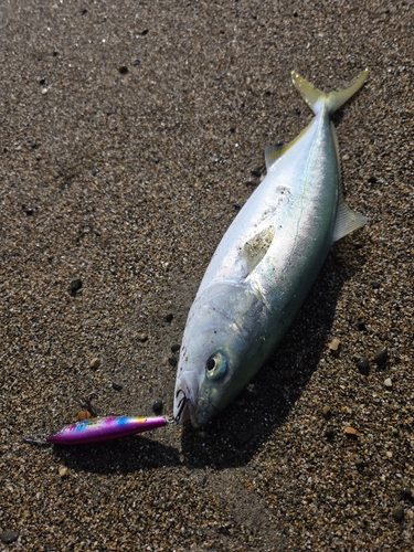 イナダの釣果