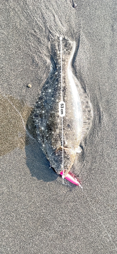 ヒラメの釣果