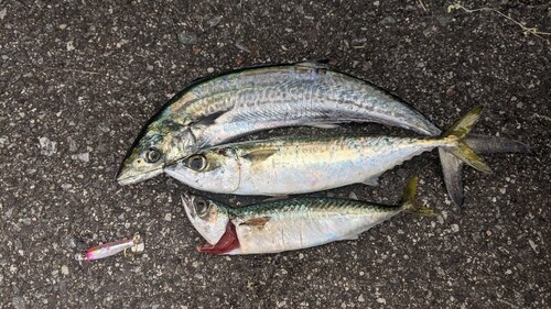 サゴシの釣果