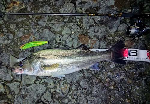 シーバスの釣果