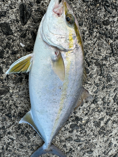 ネリゴの釣果