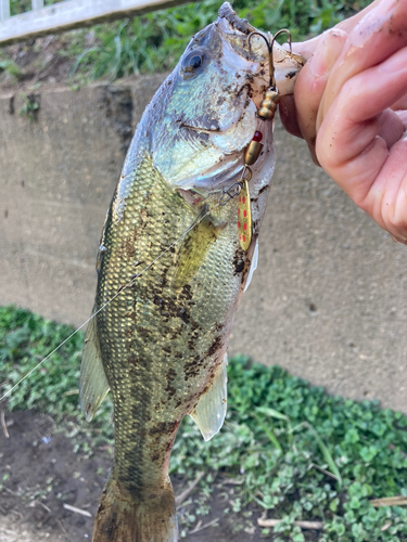 ラージマウスバスの釣果