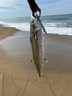 サゴシの釣果