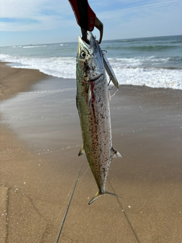 サゴシの釣果