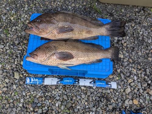 オオモンハタの釣果