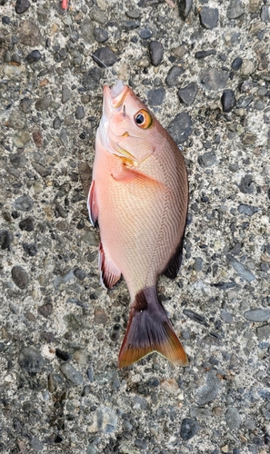 フエダイの釣果