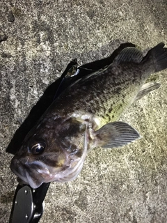 クロソイの釣果