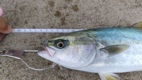 イナダの釣果