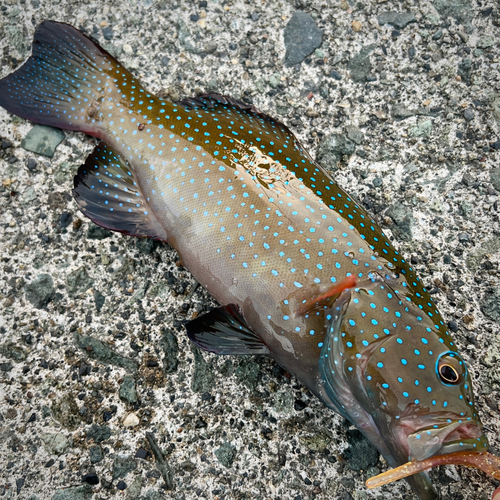 スジアラの釣果