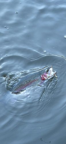 アユの釣果