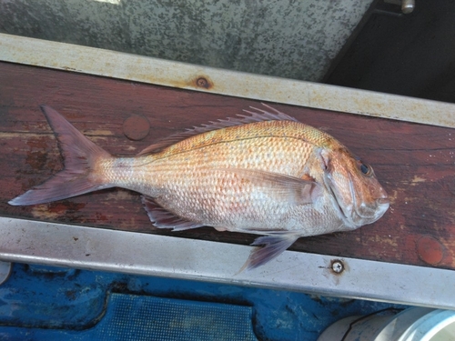 マダイの釣果