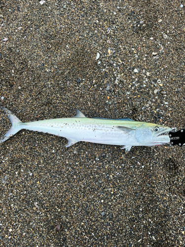 サゴシの釣果