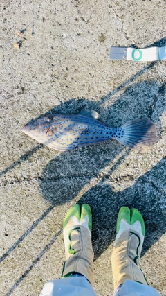 ソウシハギの釣果