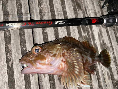 カサゴの釣果