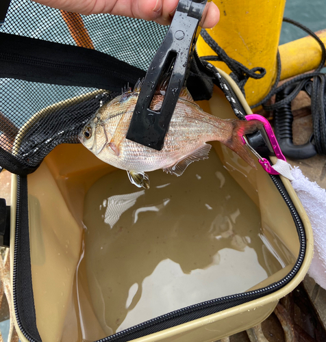 ウミタナゴの釣果