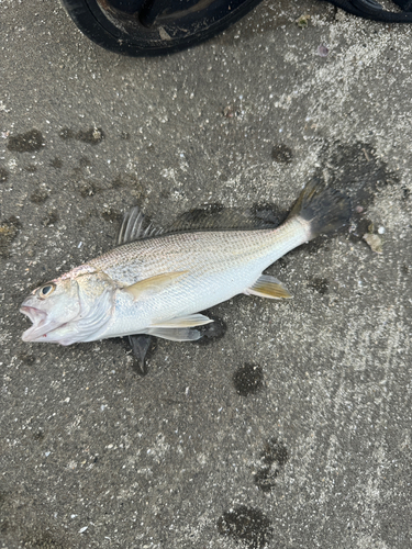 イシモチの釣果