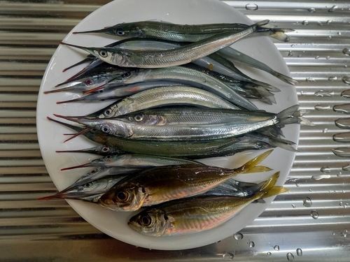 サヨリの釣果