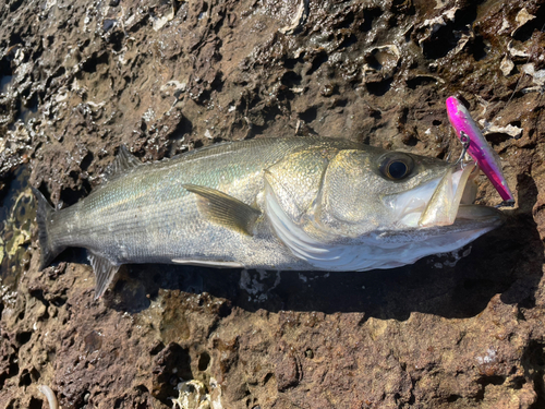 マルスズキの釣果