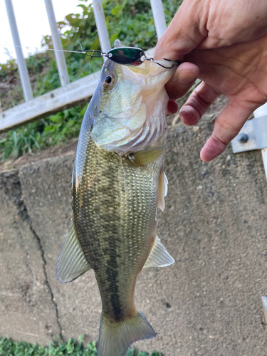 ラージマウスバスの釣果