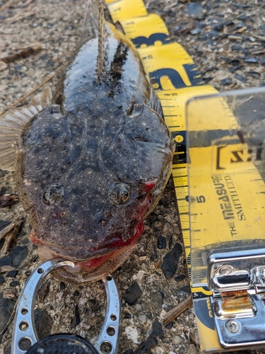 マゴチの釣果