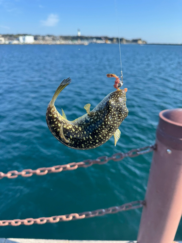 クサフグの釣果