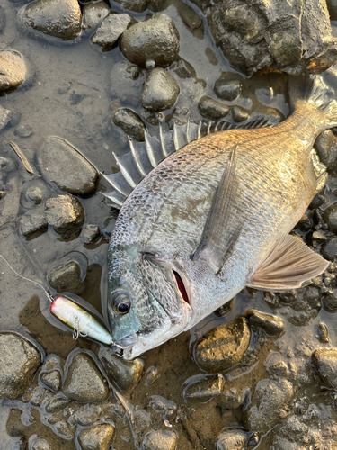 チヌの釣果