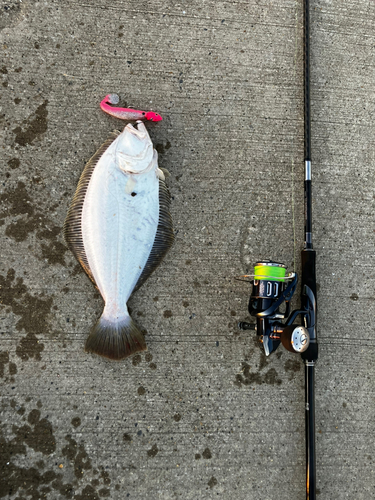 ヒラメの釣果