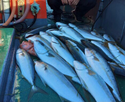 ヒラスの釣果