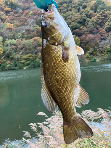 スモールマウスバスの釣果