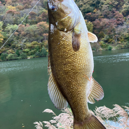 スモールマウスバス