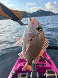 チャリコの釣果