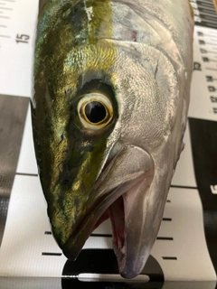 ハマチの釣果