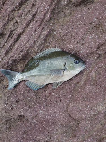 メジナの釣果