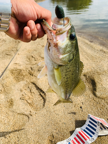 ラージマウスバスの釣果