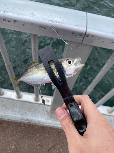 サバの釣果