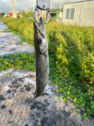 オニカマスの釣果