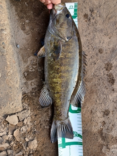 スモールマウスバスの釣果