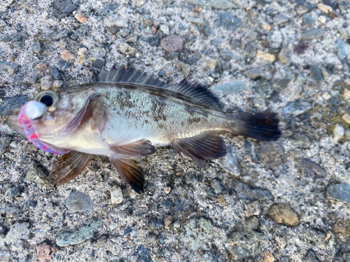 アイナメの釣果