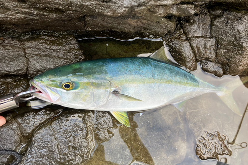 イナダの釣果