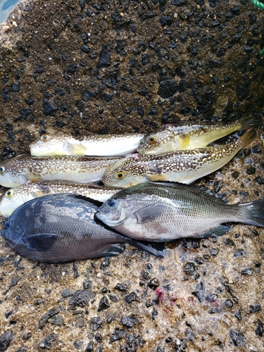 ショウサイフグの釣果