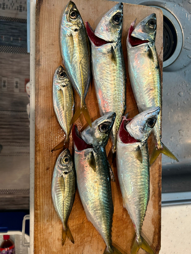 サバの釣果