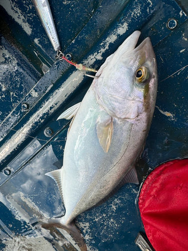 シオの釣果