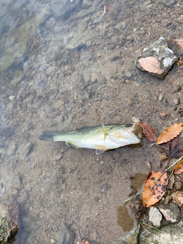 ラージマウスバスの釣果