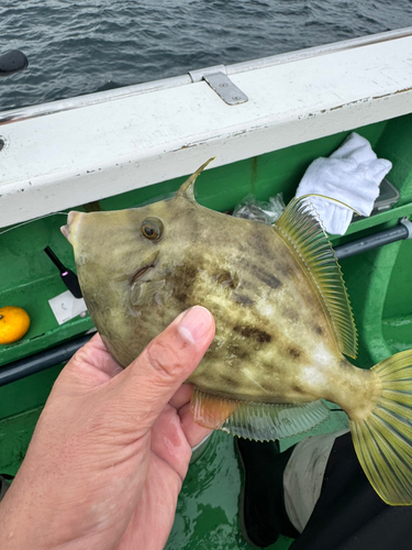 カワハギの釣果